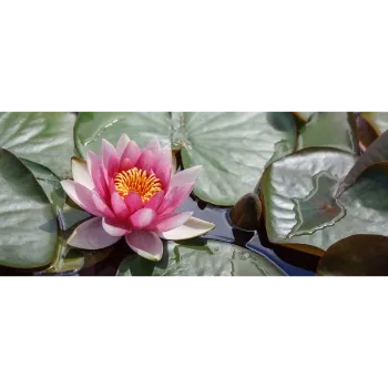 Natural Lotus Plant
